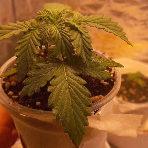 Gorilla Zkittlez Auto 1 growlog timeline photo