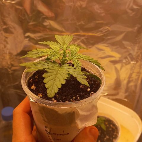 Watermelon growlog timeline photo
