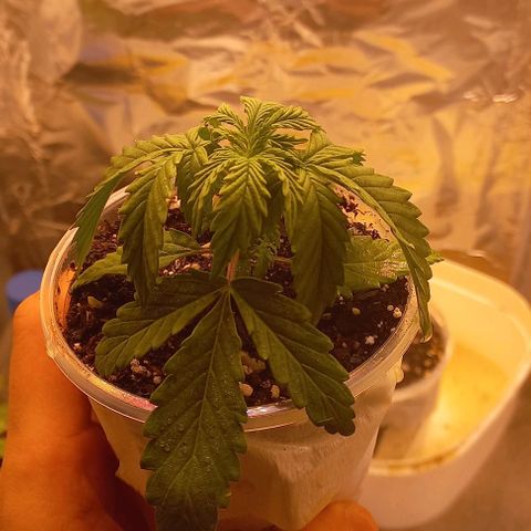 Gorilla Zkittlez Auto growlog timeline photo