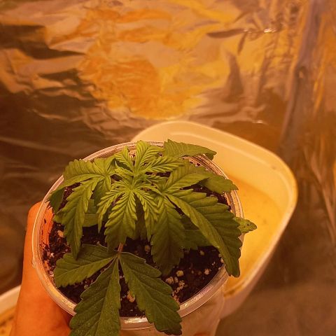 Gorilla Zkittlez Auto growlog timeline photo