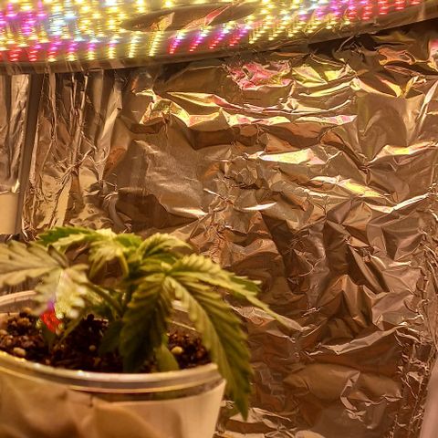 Watermelon growlog timeline photo