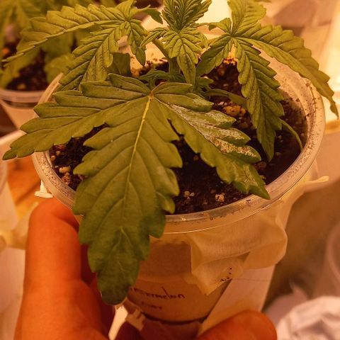 Watermelon growlog timeline photo