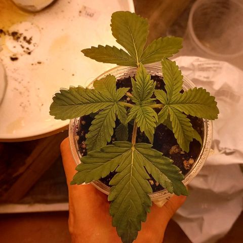 Watermelon growlog timeline photo