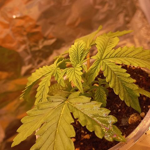 Watermelon growlog timeline photo