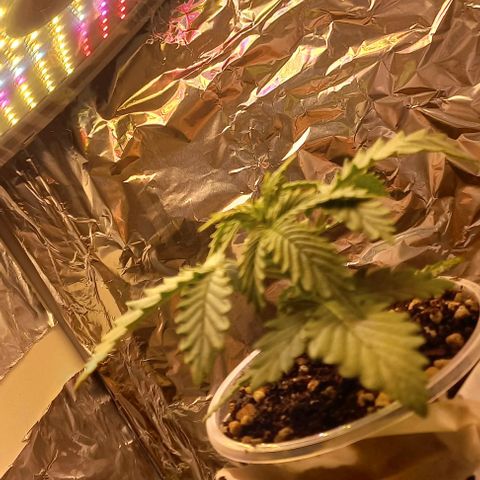 Gorilla Zkittlez Auto 1 growlog timeline photo