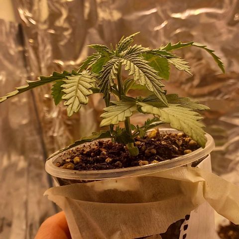 Gorilla Zkittlez Auto 1 growlog timeline photo