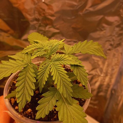 Gorilla Zkittlez Auto 1 growlog timeline photo