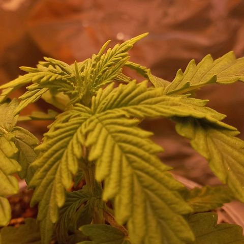 Gorilla Zkittlez Auto 1 growlog timeline photo