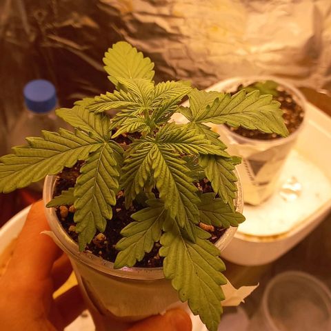 Gorilla Zkittlez Auto 1 growlog timeline photo