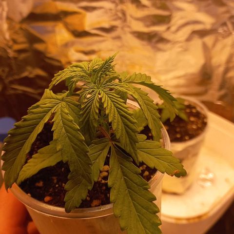 Gorilla Zkittlez Auto growlog timeline photo