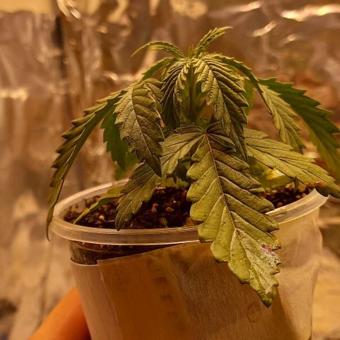 Gorilla Zkittlez Auto growlog timeline photo