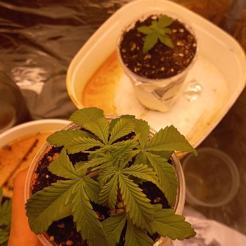 Gorilla Zkittlez Auto growlog timeline photo
