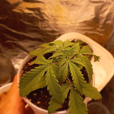 Gorilla Zkittlez Auto growlog timeline photo