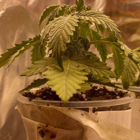 Gorilla Zkittlez Auto 1 growlog timeline photo