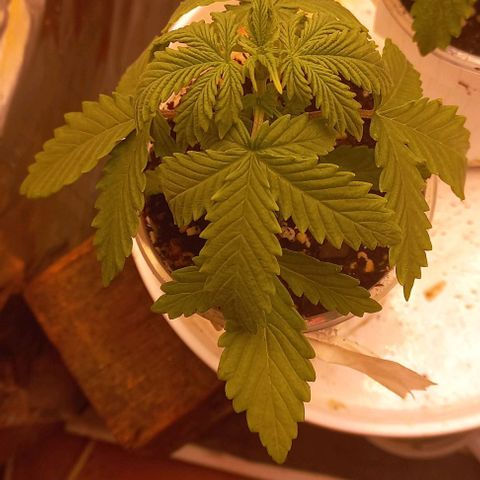 Gorilla Zkittlez Auto 1 growlog timeline photo