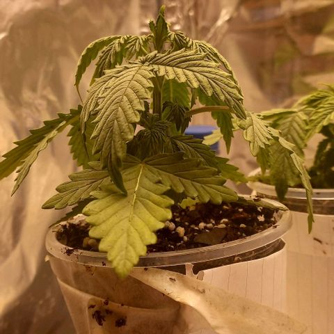 Gorilla Zkittlez Auto 1 growlog timeline photo