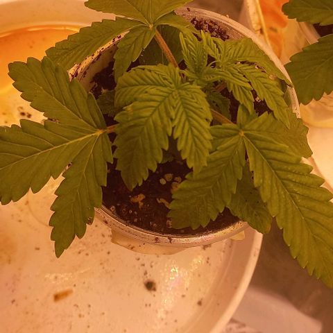 Watermelon growlog timeline photo