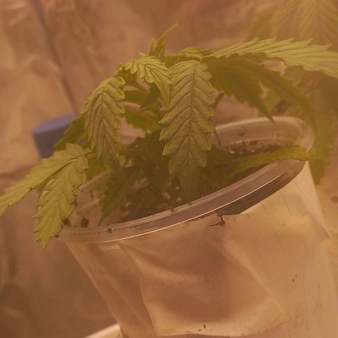 Watermelon growlog timeline photo