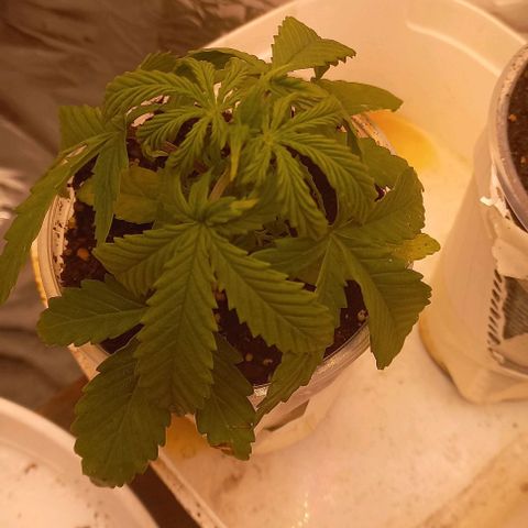 Gorilla Zkittlez Auto growlog timeline photo