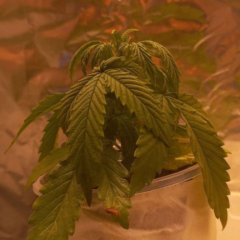 Gorilla Zkittlez Auto growlog timeline photo