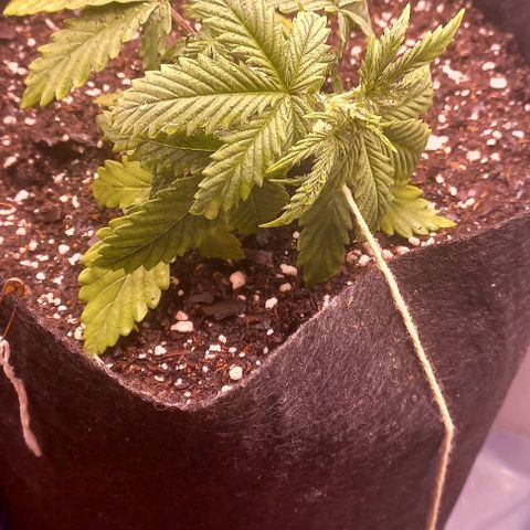 Gorilla Zkittlez Auto 1 growlog photo: LST