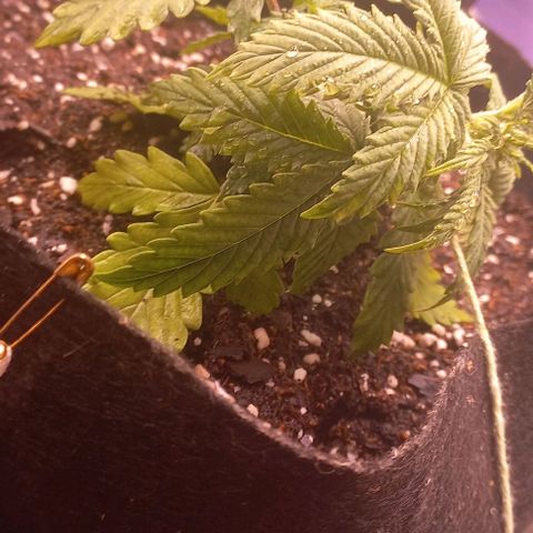 Gorilla Zkittlez Auto 1 growlog photo: LST