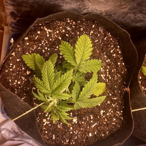 Gorilla Zkittlez Auto 1 growlog photo: LST