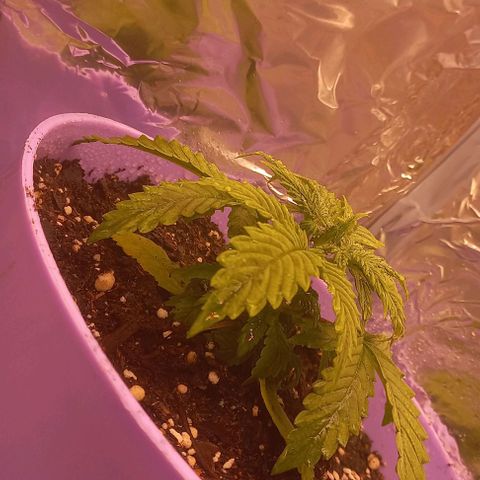 Watermelon growlog timeline photo