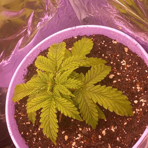Watermelon growlog timeline photo