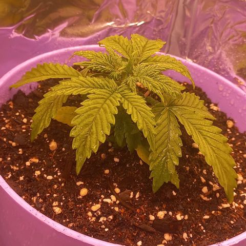 Watermelon growlog timeline photo