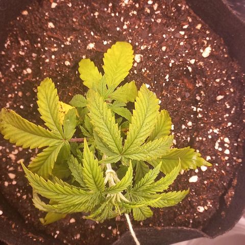 Gorilla Zkittlez Auto growlog photo: LST