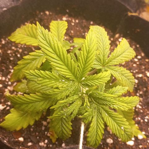 Gorilla Zkittlez Auto growlog photo: LST