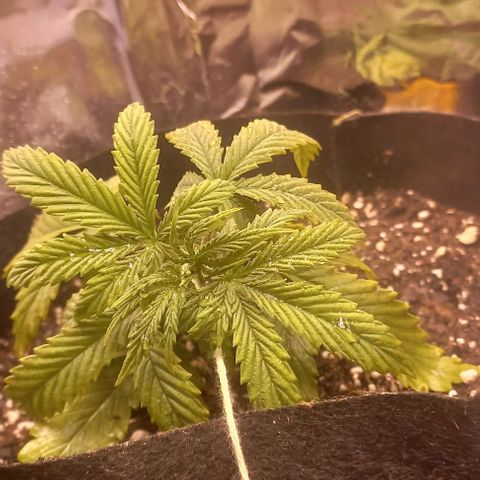 Gorilla Zkittlez Auto growlog photo: LST