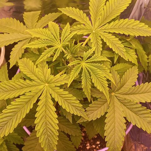 Watermelon growlog timeline photo