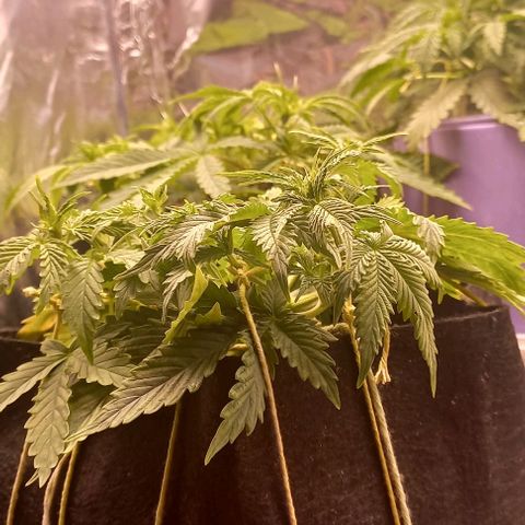 Gorilla Zkittlez Auto 1 growlog timeline photo