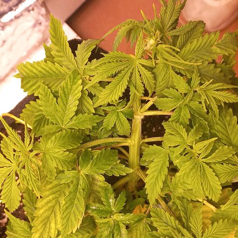 Gorilla Zkittlez Auto 1 growlog timeline photo