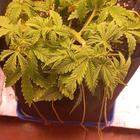 Gorilla Zkittlez Auto 1 growlog timeline photo