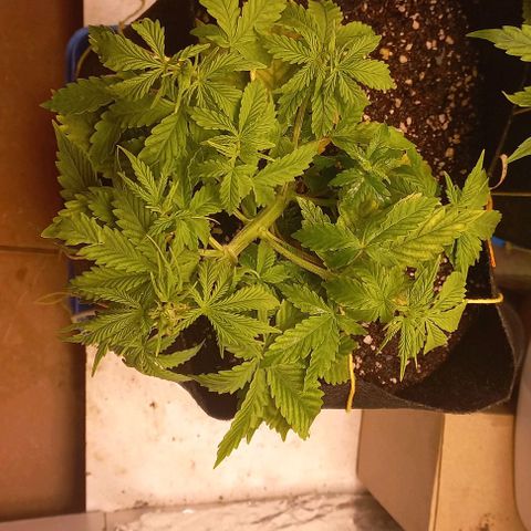 Gorilla Zkittlez Auto 1 growlog timeline photo