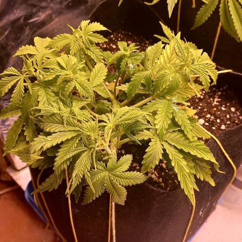 Gorilla Zkittlez Auto 1 growlog timeline photo