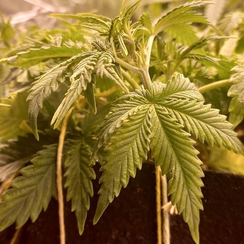 Gorilla Zkittlez Auto 1 growlog timeline photo