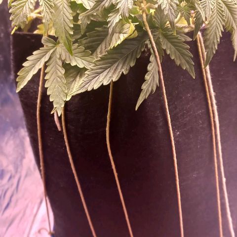 Gorilla Zkittlez Auto 1 growlog timeline photo