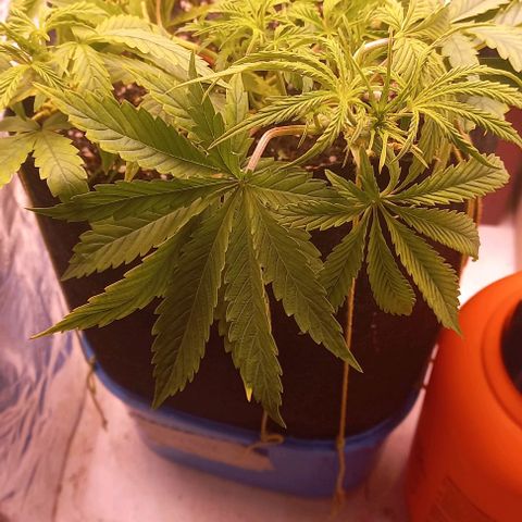 Gorilla Zkittlez Auto growlog timeline photo