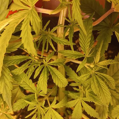 Gorilla Zkittlez Auto growlog timeline photo