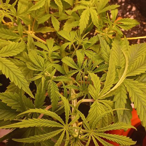 Gorilla Zkittlez Auto growlog timeline photo