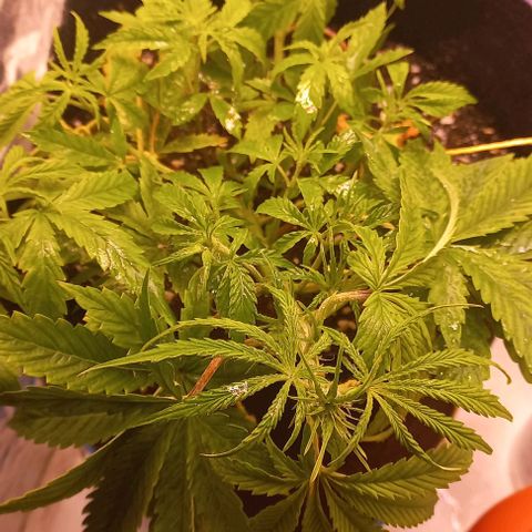 Gorilla Zkittlez Auto growlog timeline photo