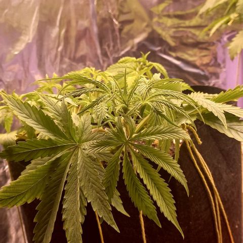 Gorilla Zkittlez Auto growlog timeline photo