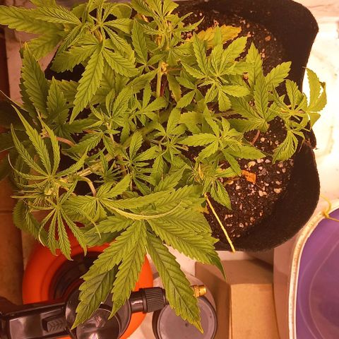 Gorilla Zkittlez Auto growlog timeline photo