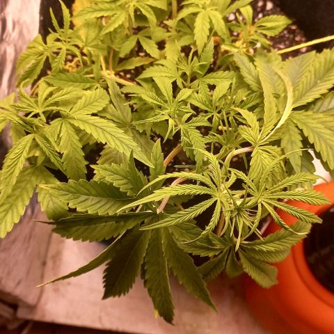 Gorilla Zkittlez Auto growlog timeline photo