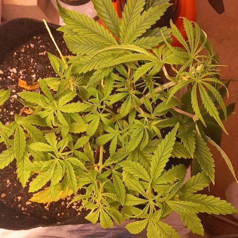 Gorilla Zkittlez Auto growlog timeline photo