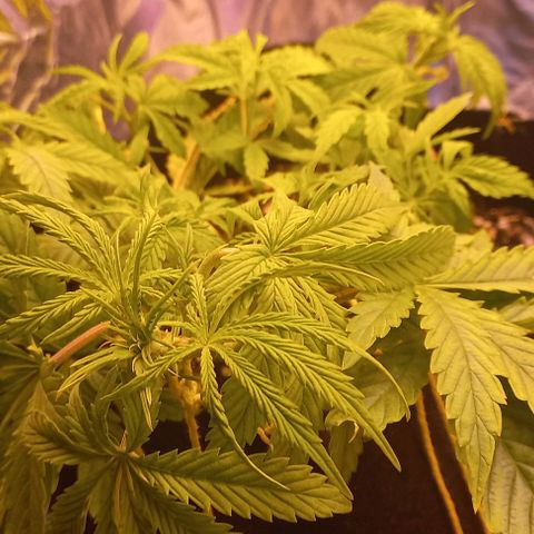 Gorilla Zkittlez Auto growlog timeline photo